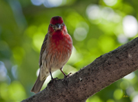 House Finch 8253